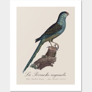 La Perruche Ingambe Parakeet - Jacques Barraband 19th century Illustration Posters and Art